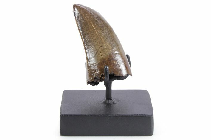 Pristine Serrated Tyrannosaurus (T rex) Tooth - Montana #355459